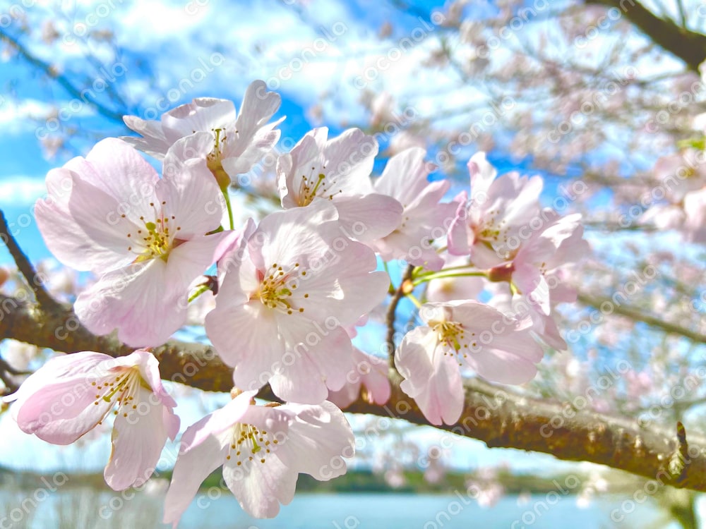 水辺の桜の写真