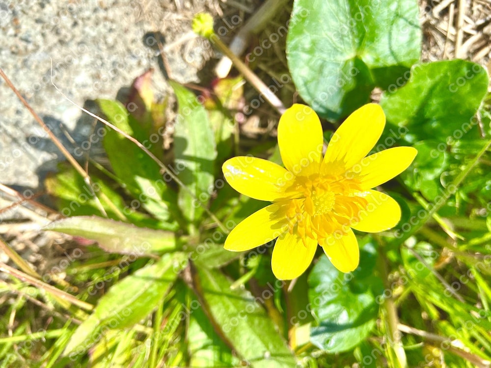 黄色い花の写真