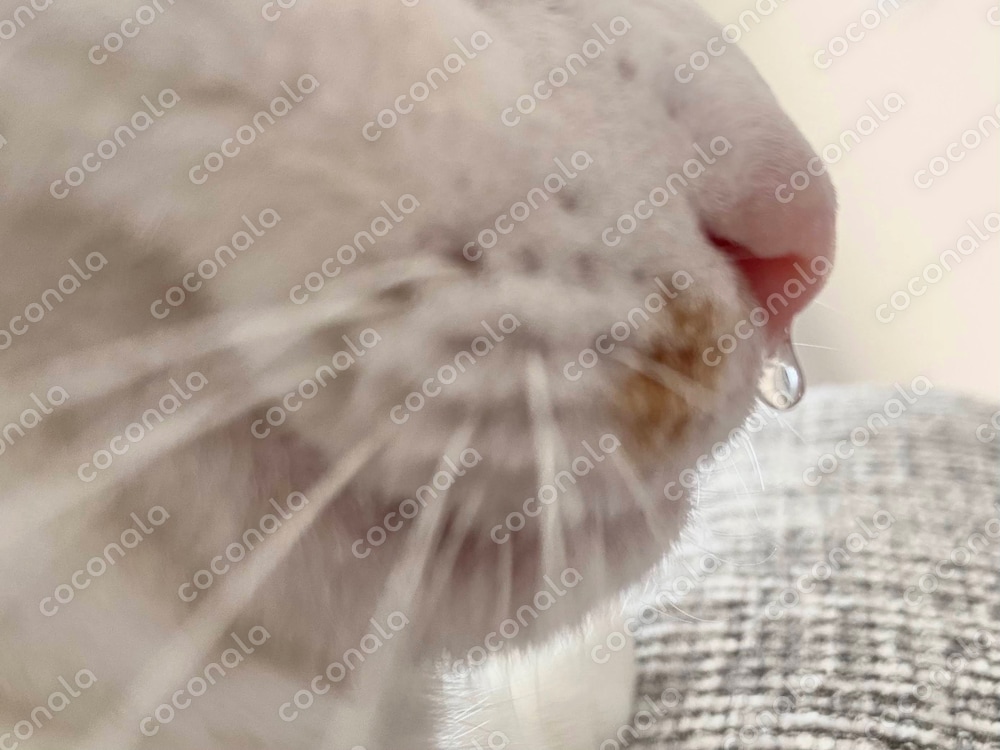猫の鼻水の写真