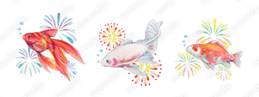水彩絵の具で描いた金魚と花火のイラスト