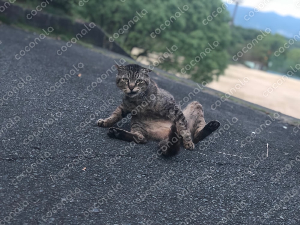 ヤンキーな猫