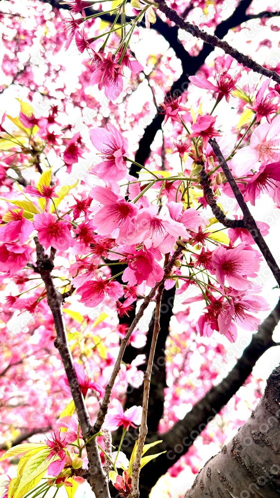 サクラの花