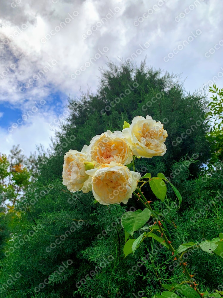 ビジネスにも使用できる写真素材