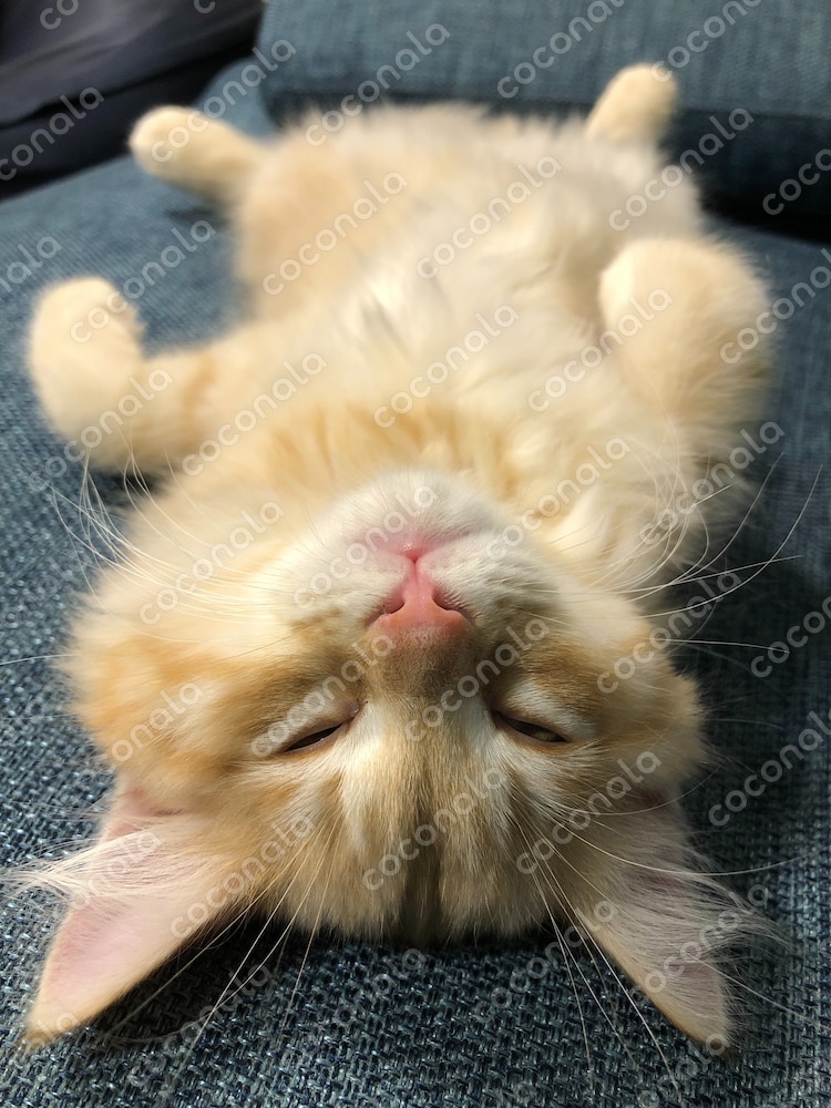 産まれて2か月半の猫