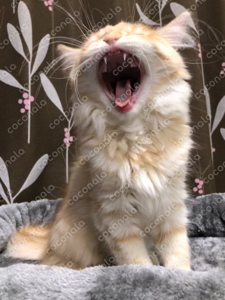 猫の雄叫び（あくび）その1