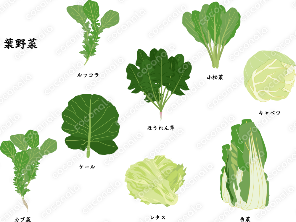 葉野菜