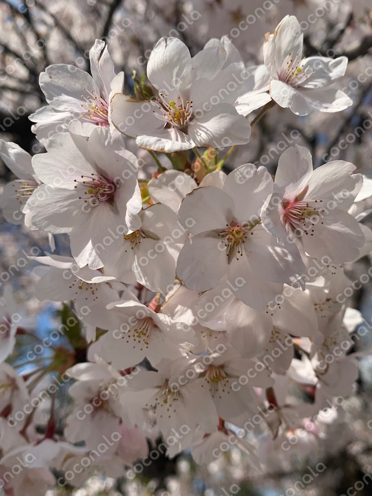 春の光に映える桜の花｜静寂と優美の瞬間