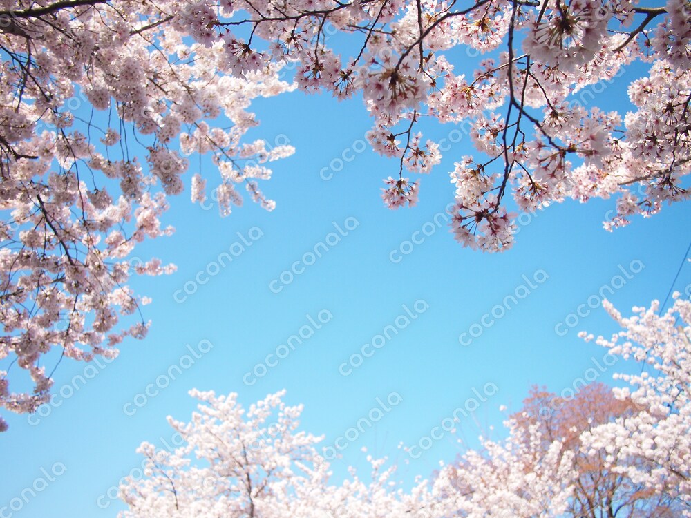 晴天を囲む桜
