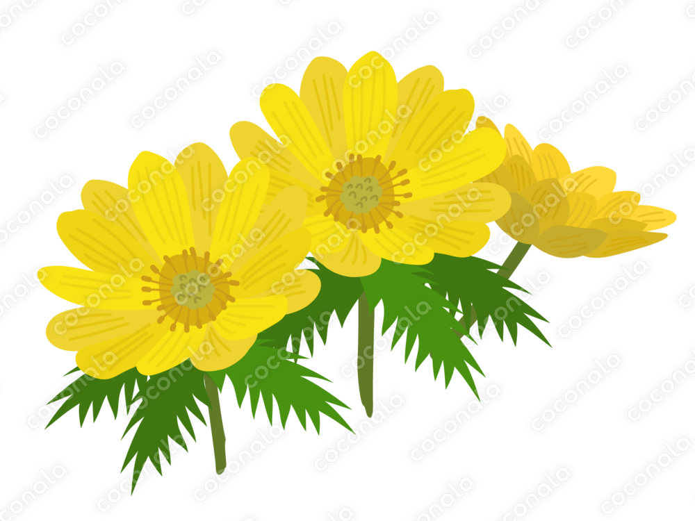 フクジュソウの花のイラスト