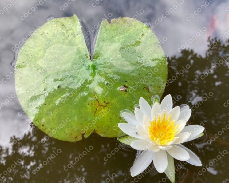 蓮（ハス） Lotus