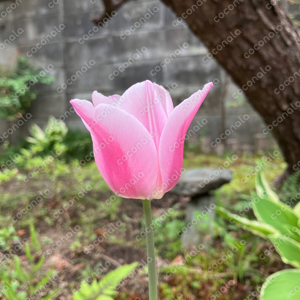かわいいチューリップ