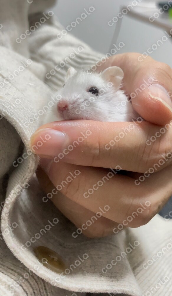 おめめウルウルハムスター