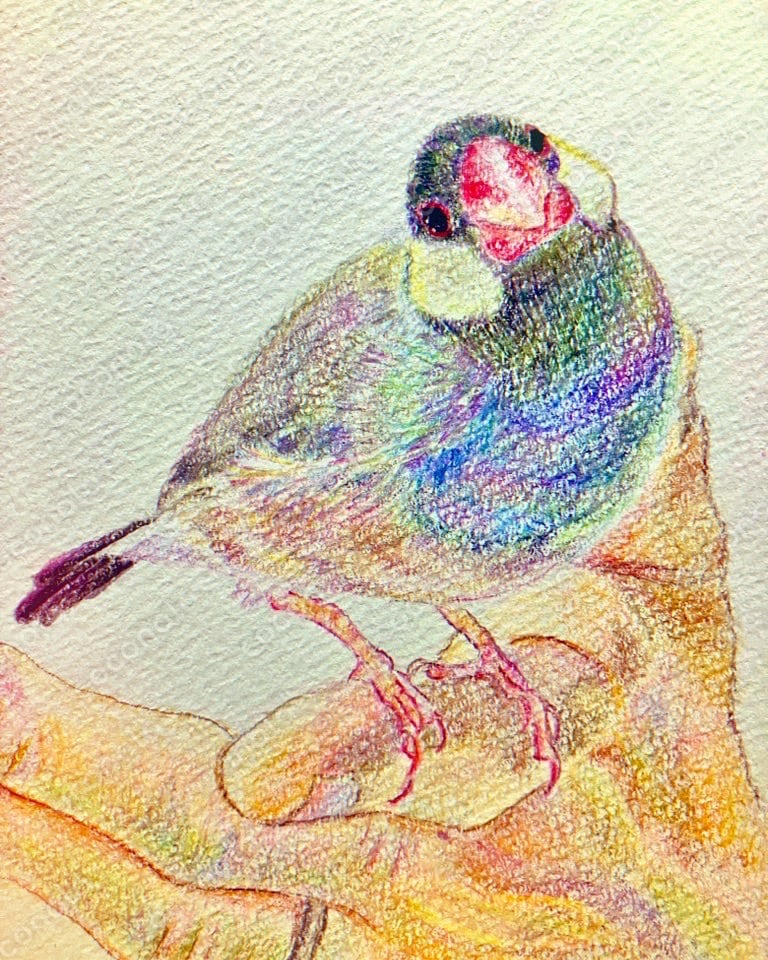 玉虫色の桜文鳥