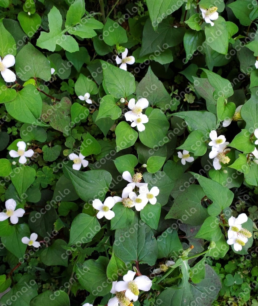 ドクダミの花