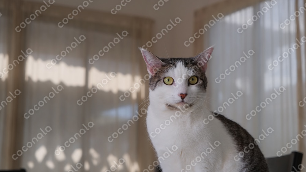 猫の写真素材