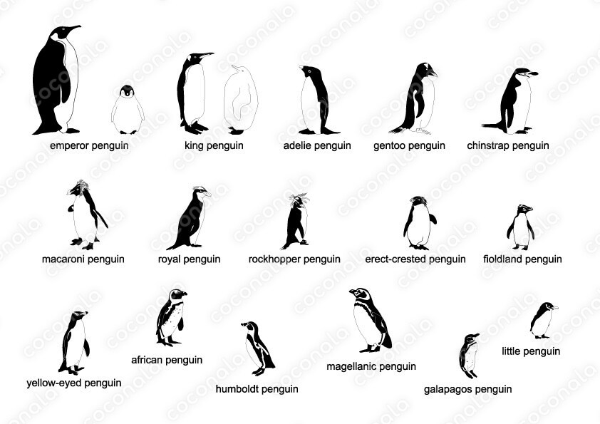 ベクターデータ／ペンギンの色々な種類のイラストレーターデータ