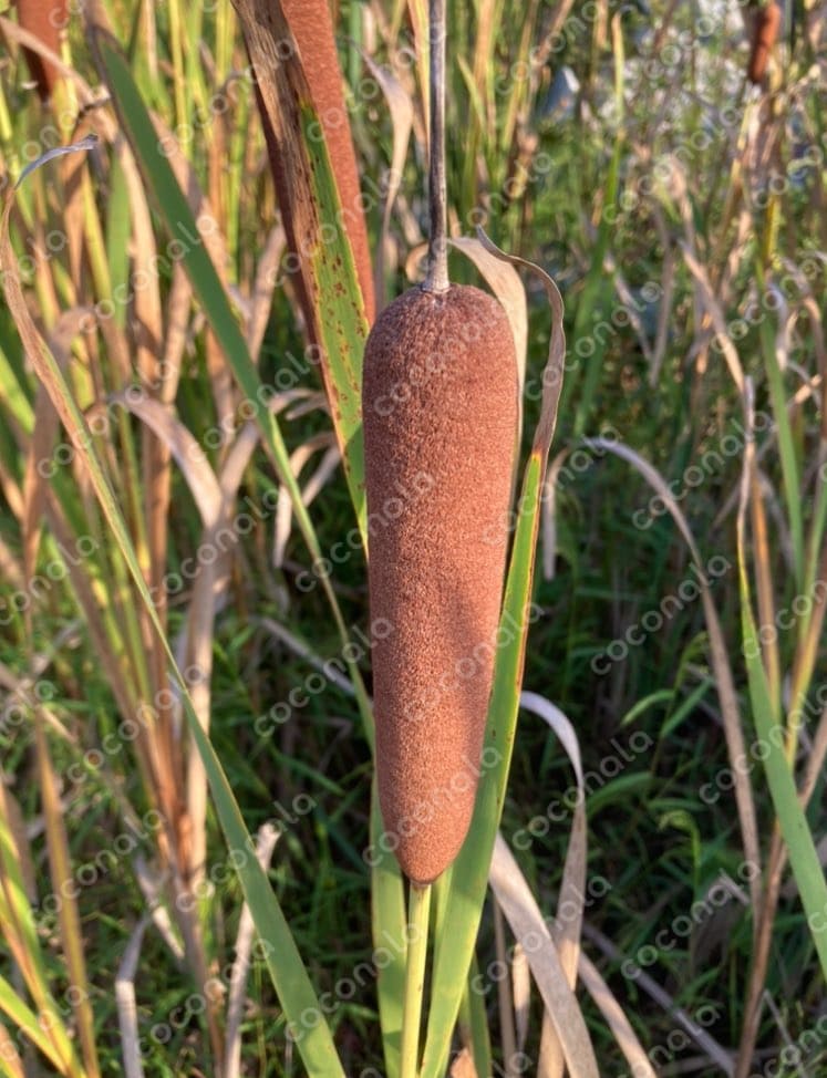 蒲（ガマ）Typha latifolia