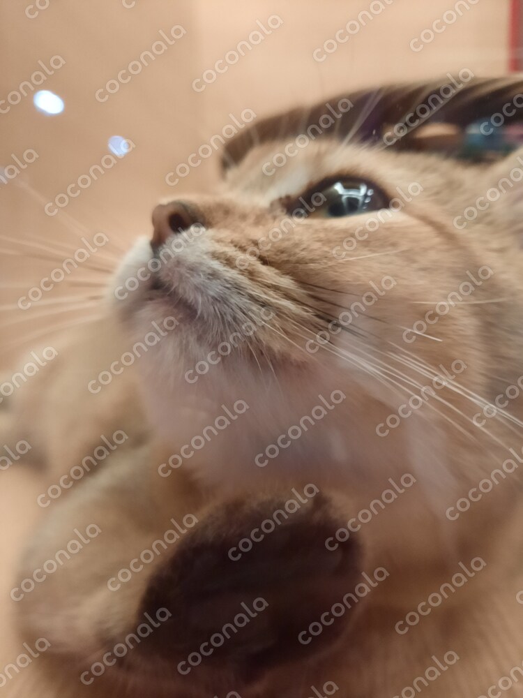 斜め上を見つめる猫