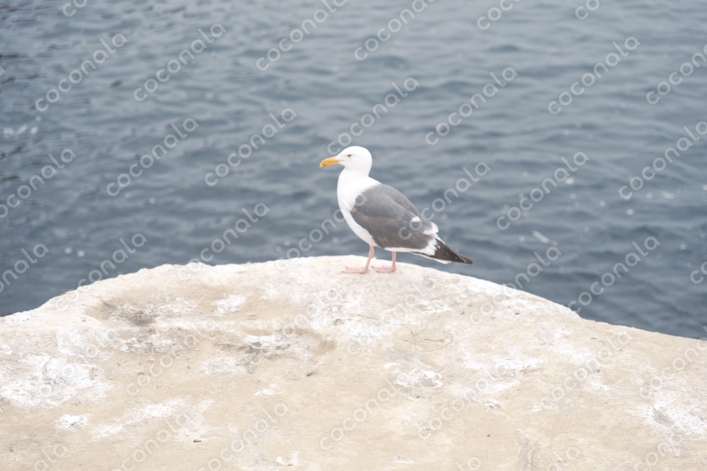 鳥のイメージ画像
