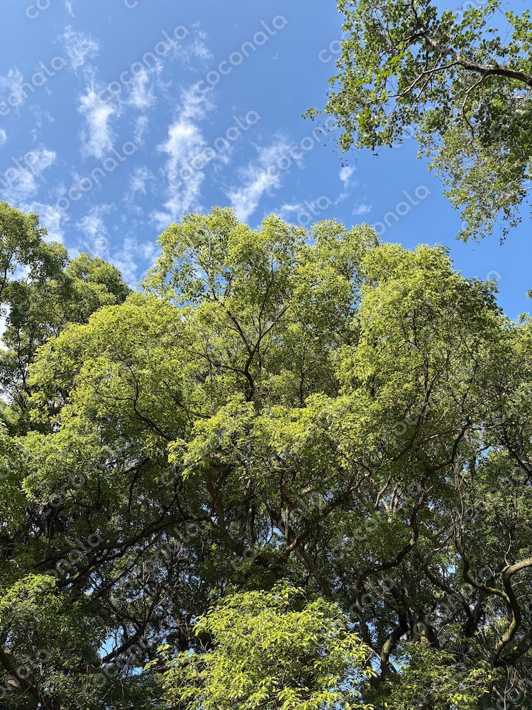 公園の空