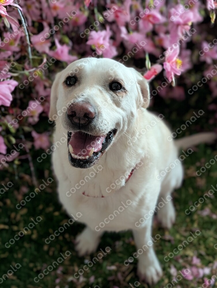 webやsnsで使える犬の素材