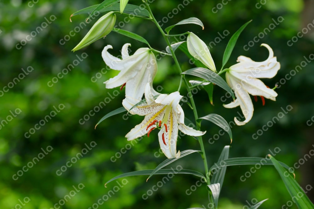 7月の花：林の中の白いヤマユリ