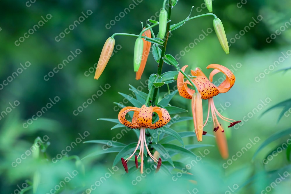 7月の花：林の中に咲くオニユリ