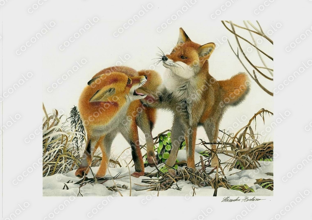 じゃれる狐　色鉛筆画データ