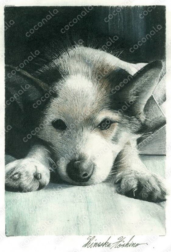 白黒の犬　色鉛筆画
