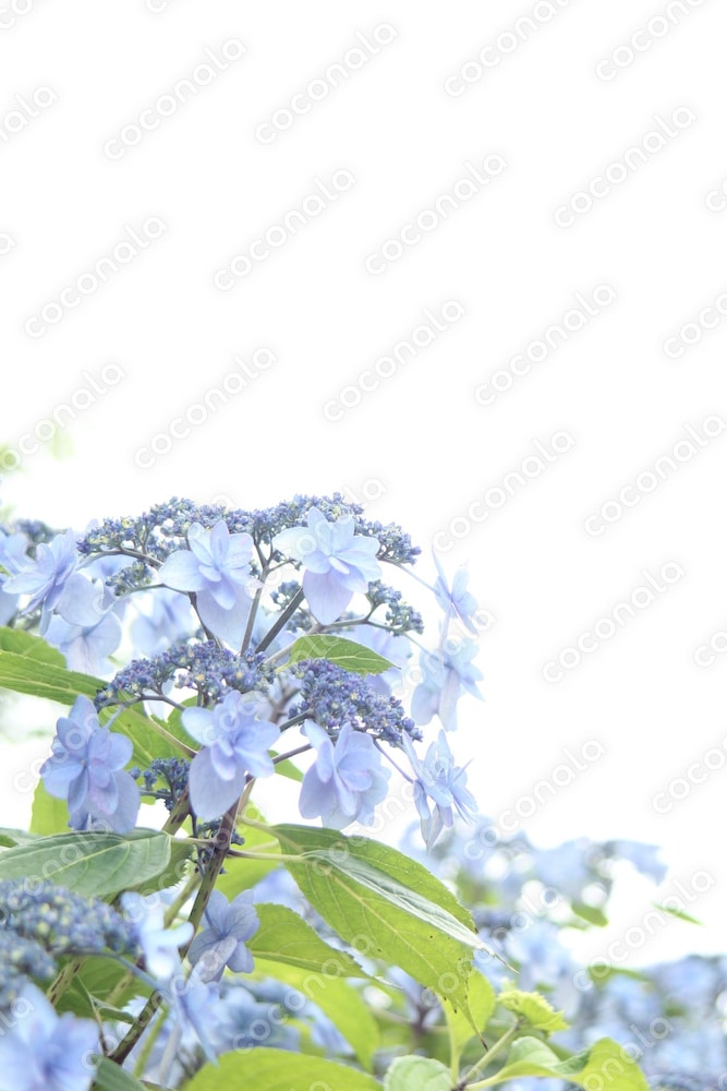 ビジネス　自然の写真素材　紫色の紫陽花
