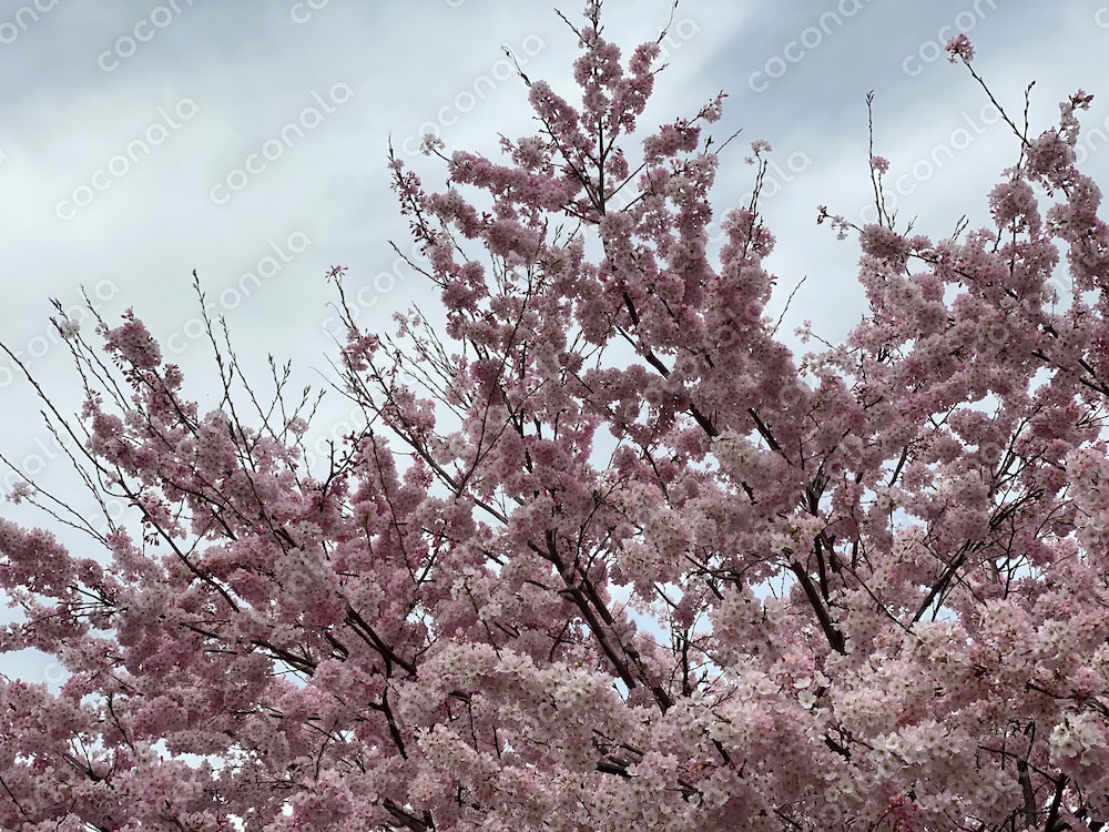 満開の桜