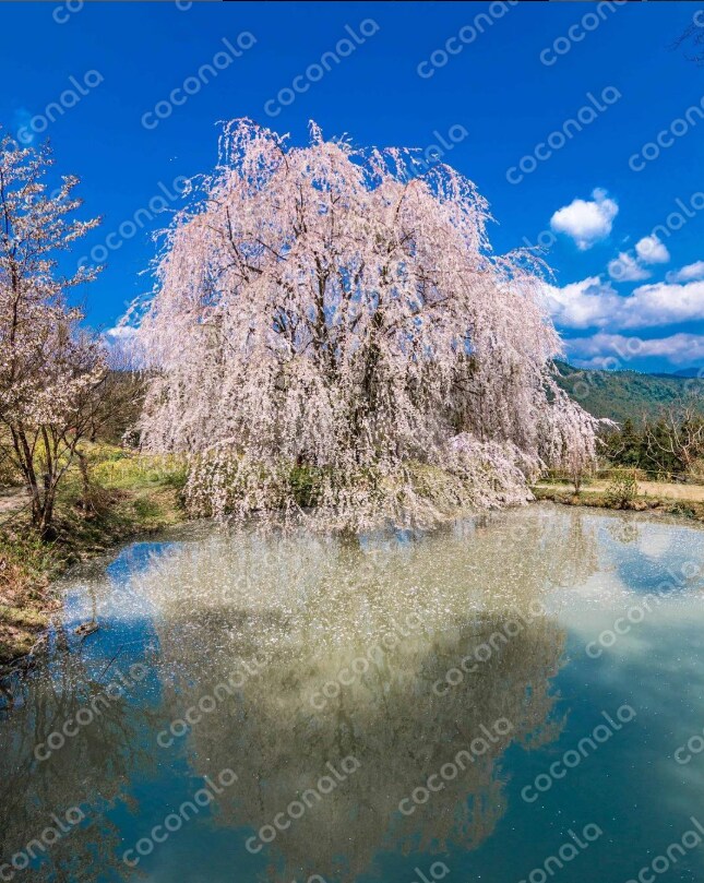 田舎に咲く美しい桜の花