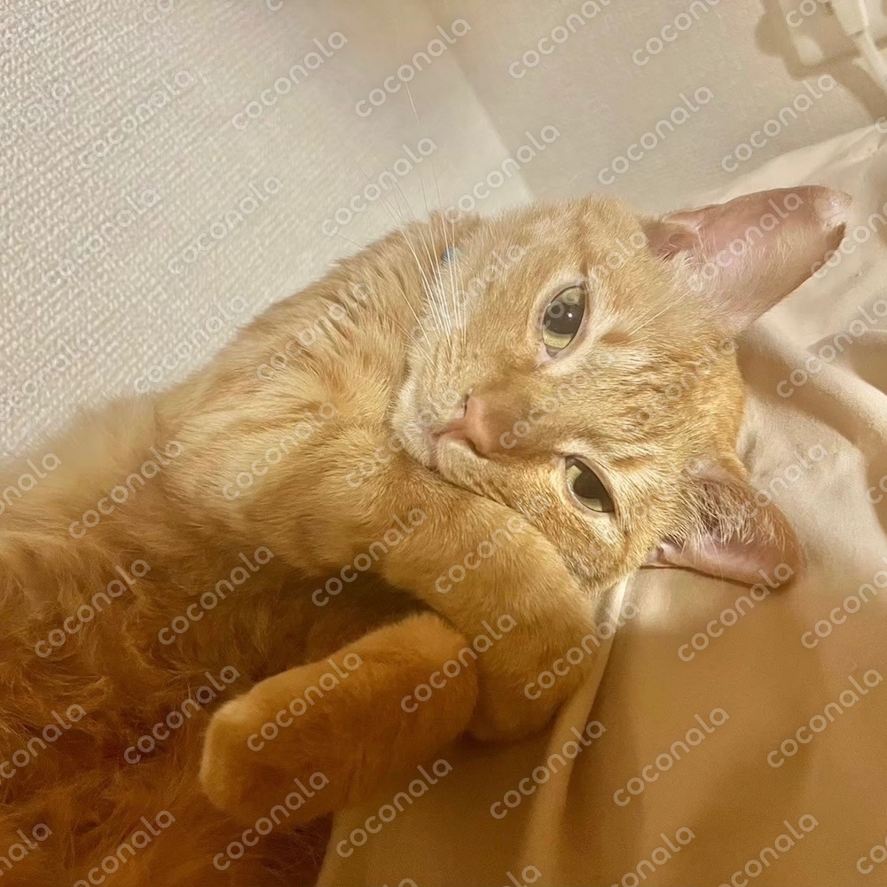 寝ている猫