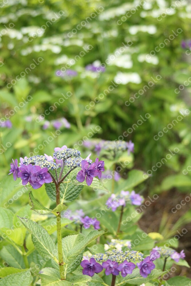 ビジネス　自然の写真素材　紫陽花　アジサイ