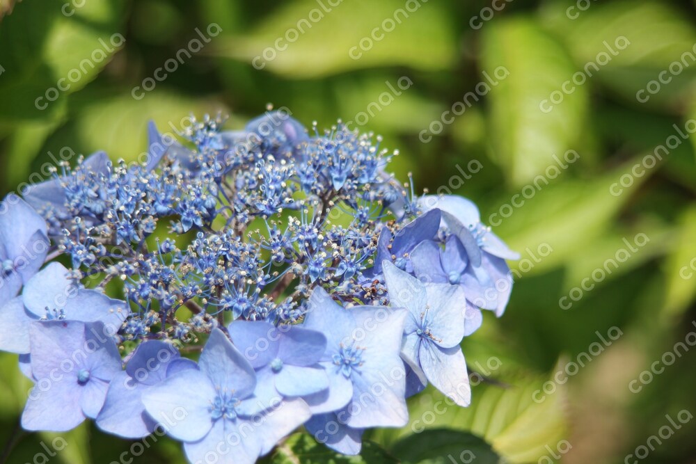 ビジネス　自然の写真素材　紫陽花　アジサイ