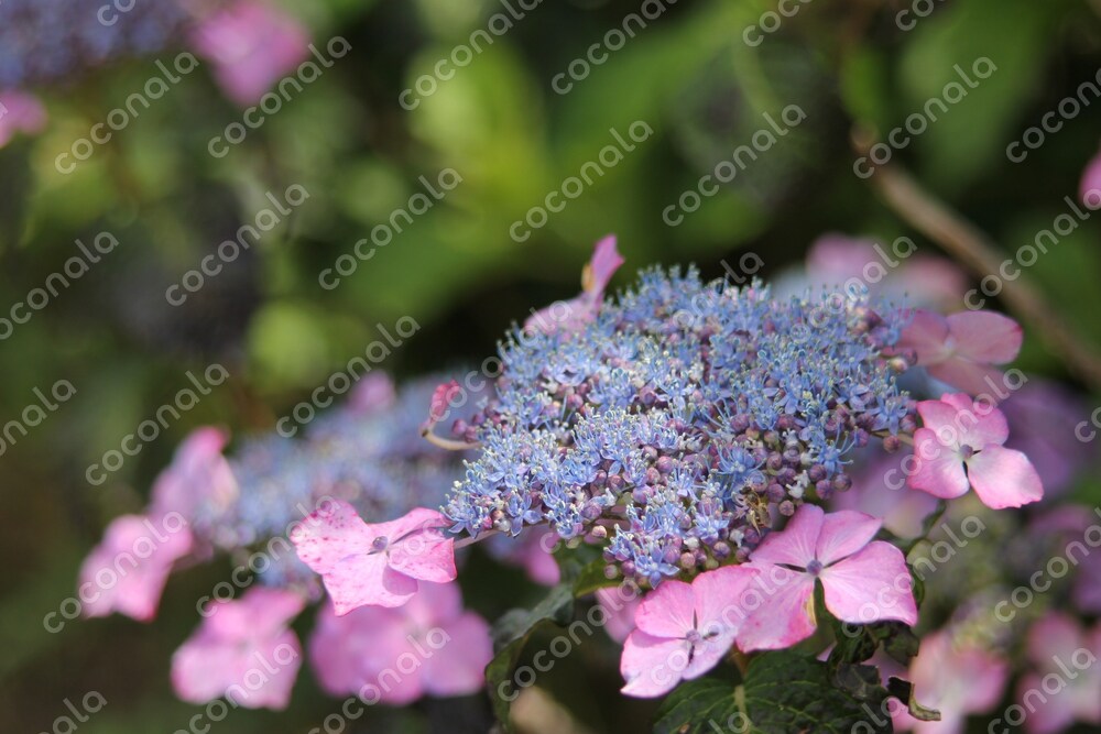 ビジネス　自然の写真素材　紫陽花　アジサイ