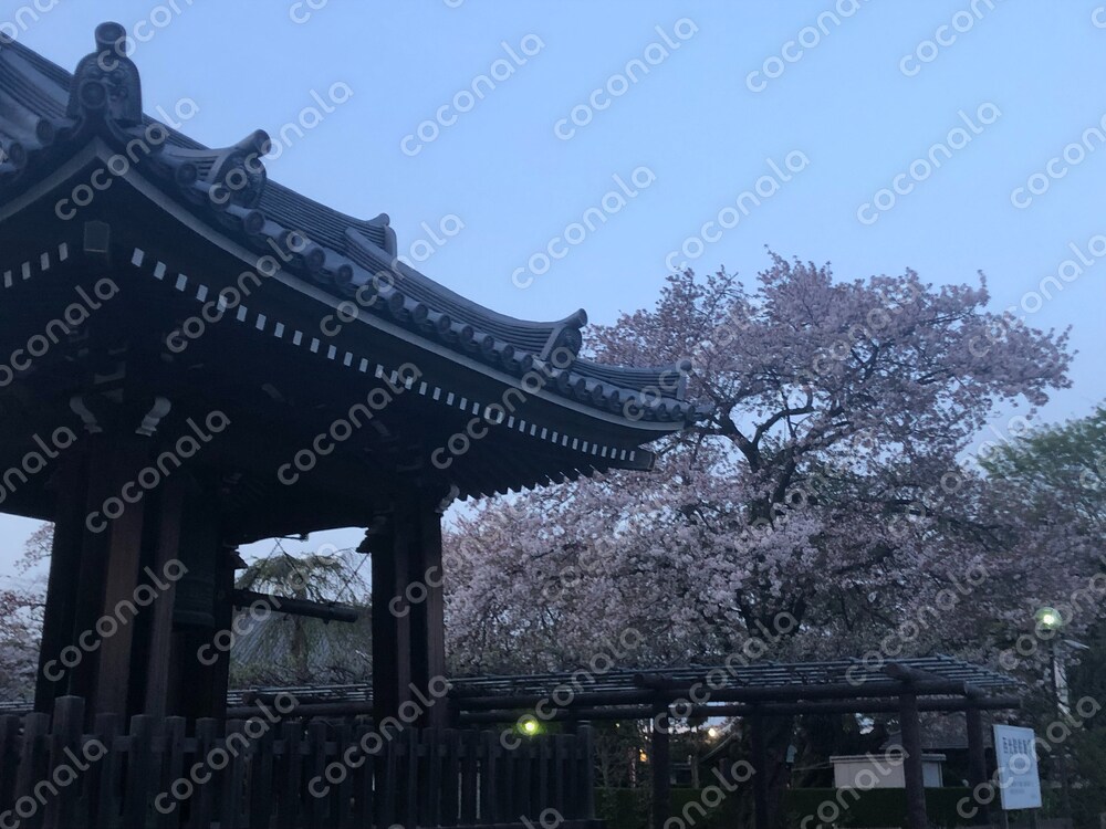 和建築と桜の写真
