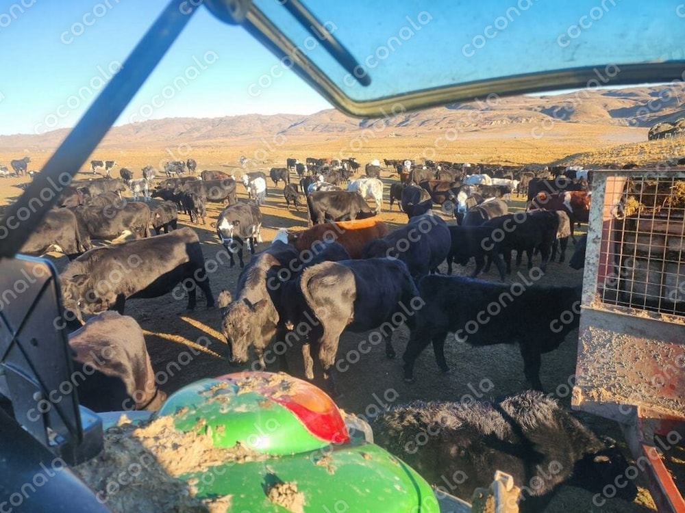 ニュージーランド・南島の牧場の日常①