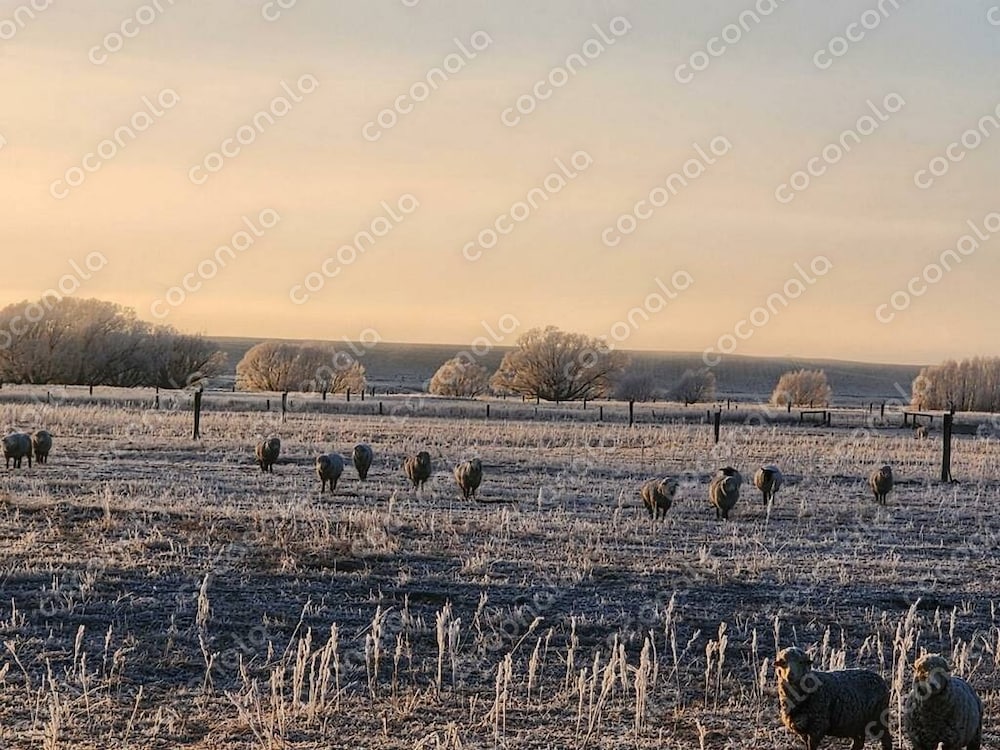ニュージーランド・南島の牧場の冬の朝