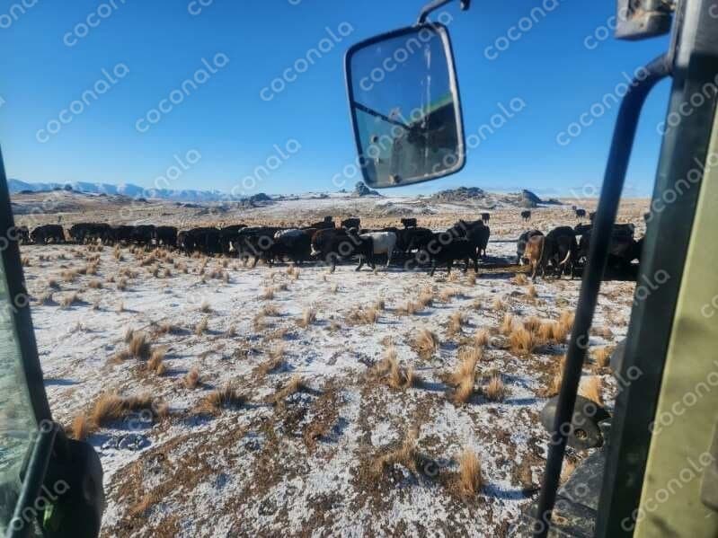 ニュージーランド・南島の牧場の日常②