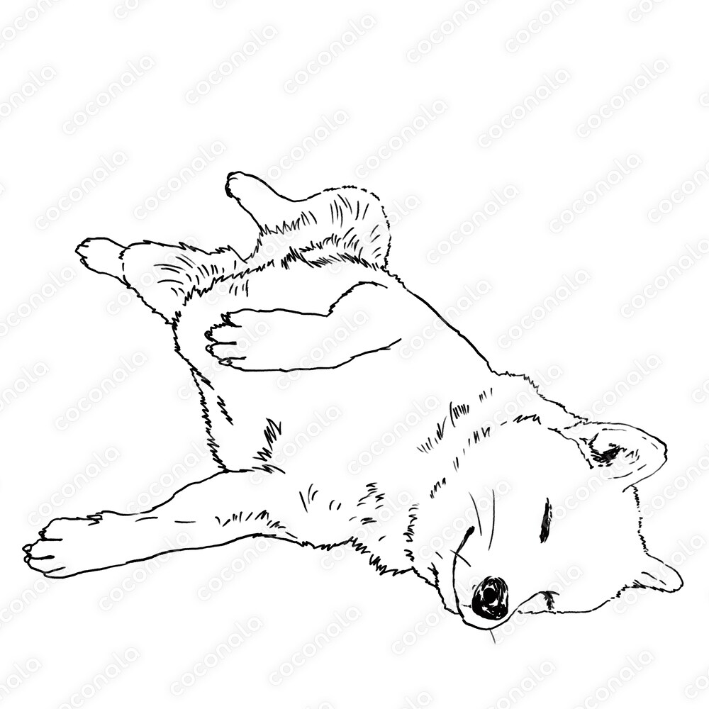 【線画】お腹を見せてねんね中の可愛いすぎる柴犬