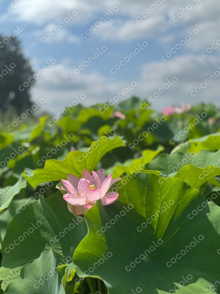 ハスの花
