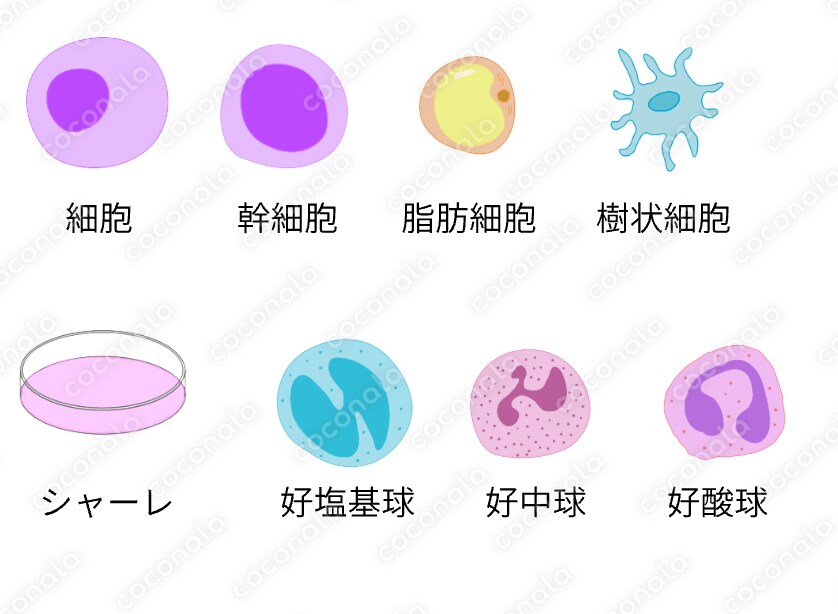 細胞に使えるイラスト