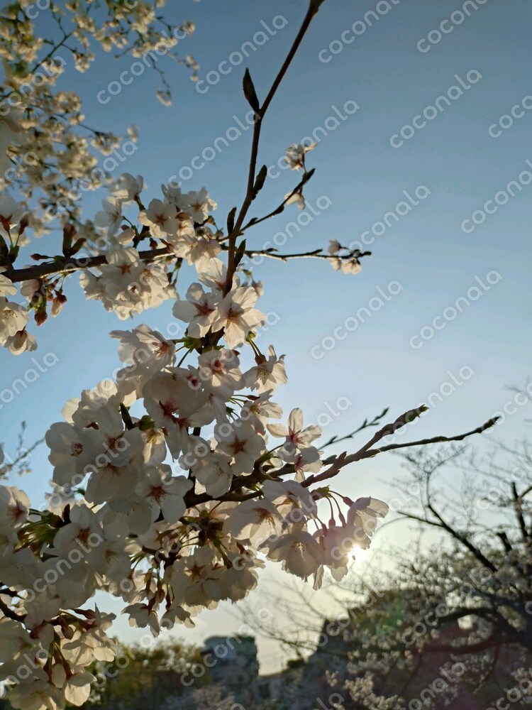背景や壁紙に使える桜の画像素材