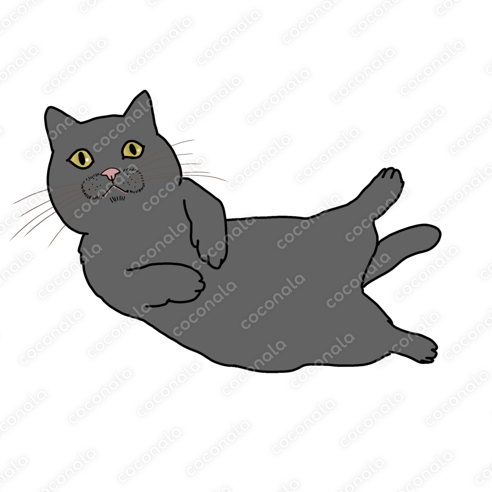 ヘソ天する黒猫