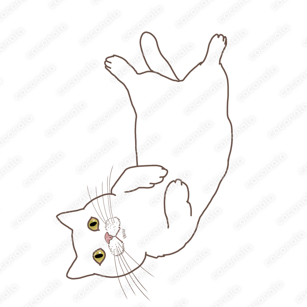 ヘソ天する白猫