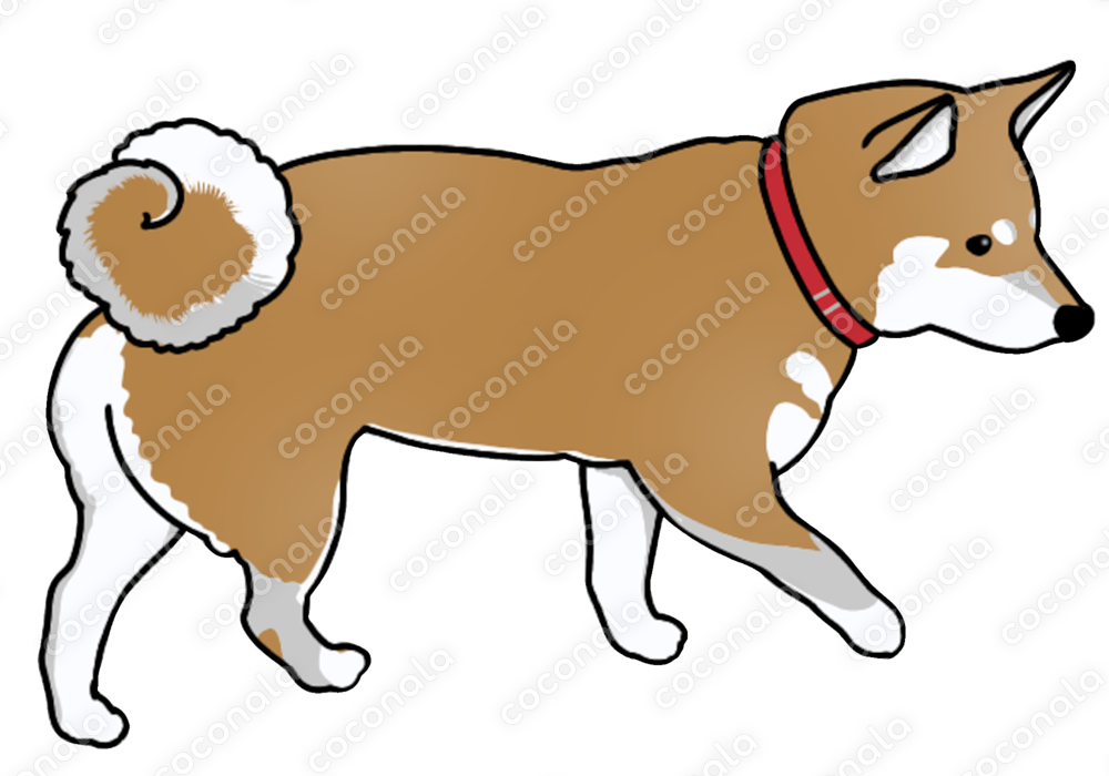 柴犬のイラスト素材(赤柴)