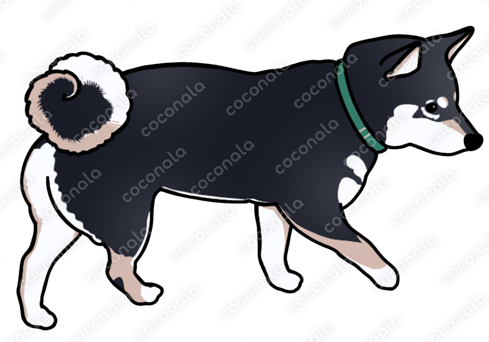 柴犬のイラスト素材(黒柴)