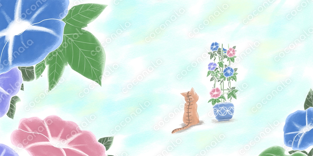 夏 -猫と朝顔- ＊SNSのヘッダーなどに＊