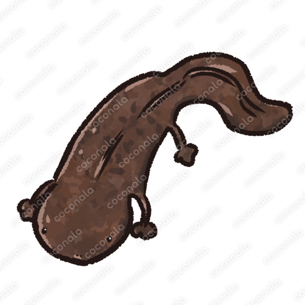 オオサンショウウオ